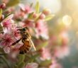 Biene an einer Manuka-Blüte. (Foto: AdobeStock_702831869 vxnaghiyev)